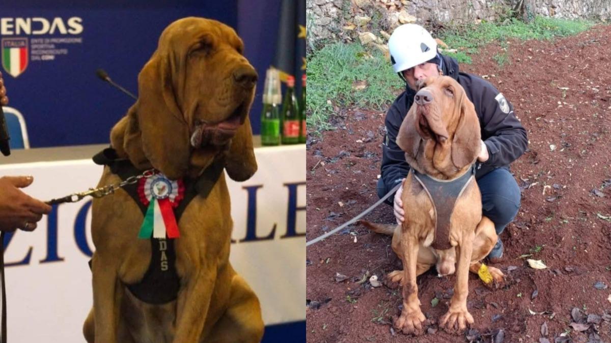 曾拯救9命!搜救犬遭餵「鐵釘香腸」慘死 訓犬師嘆:被人類背叛