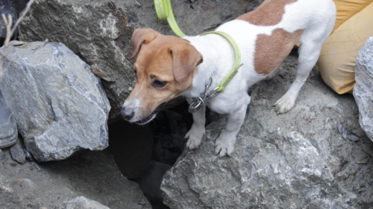 搜救犬Wilson訓練時,從3樓墜落亡。(圖/花蓮縣特搜大隊提供)