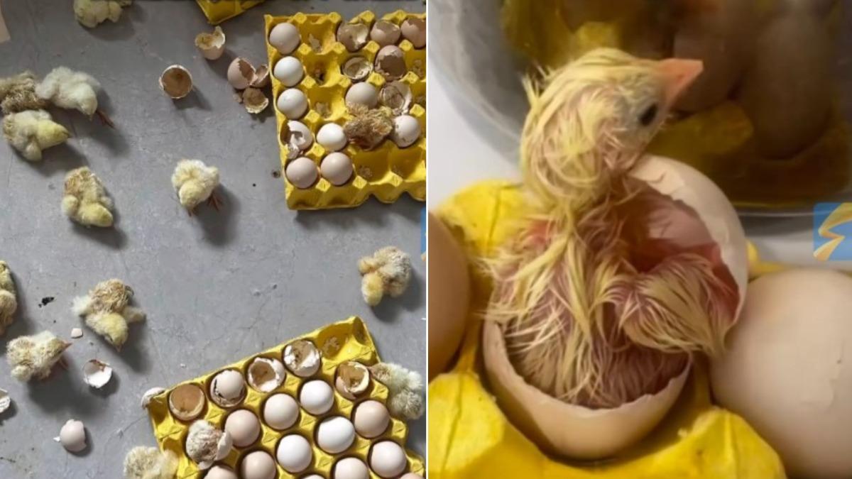 買3箱雞蛋竟「熱到孵化」! 陸女返家崩潰:家裡變養雞場