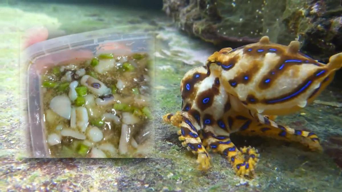 近期有民眾質疑誤食藍環章魚。(圖/翻攝自爆廢公社公開版、資料畫面)