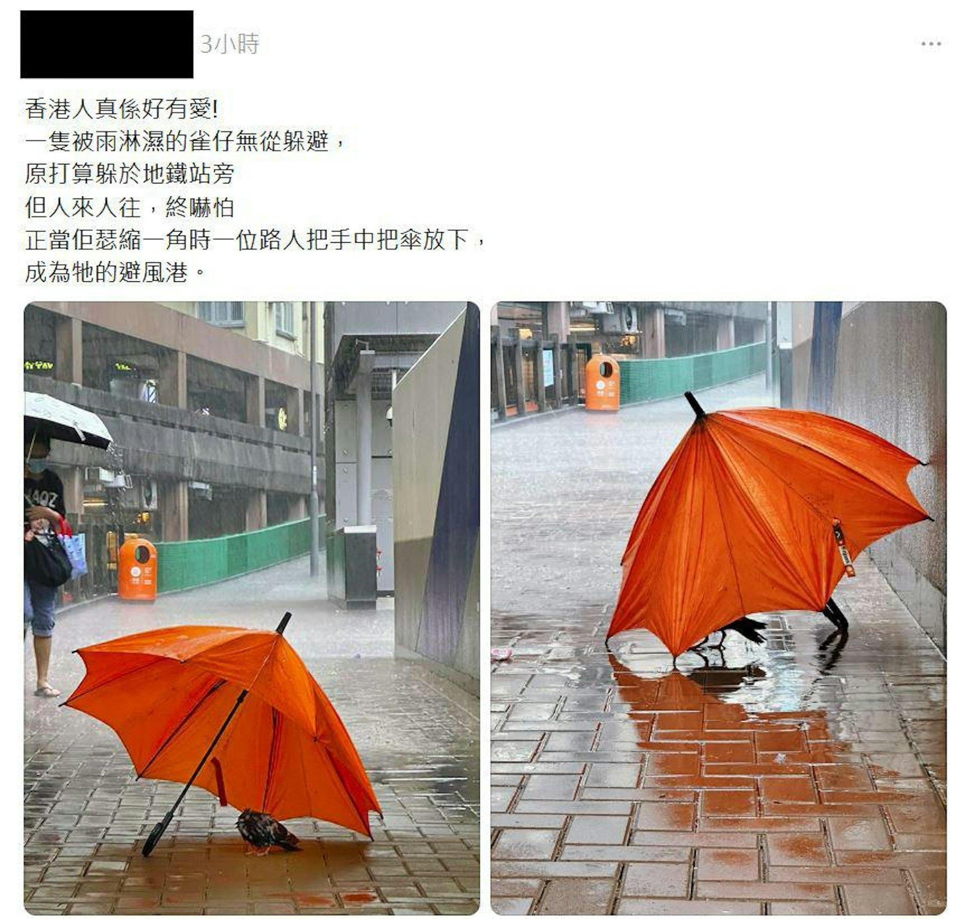 一把打開的橘色雨傘被放在地上，剛好遮住一隻全身溼透、無助的小鳥。（圖／翻攝自Threads＠kcph0t0）