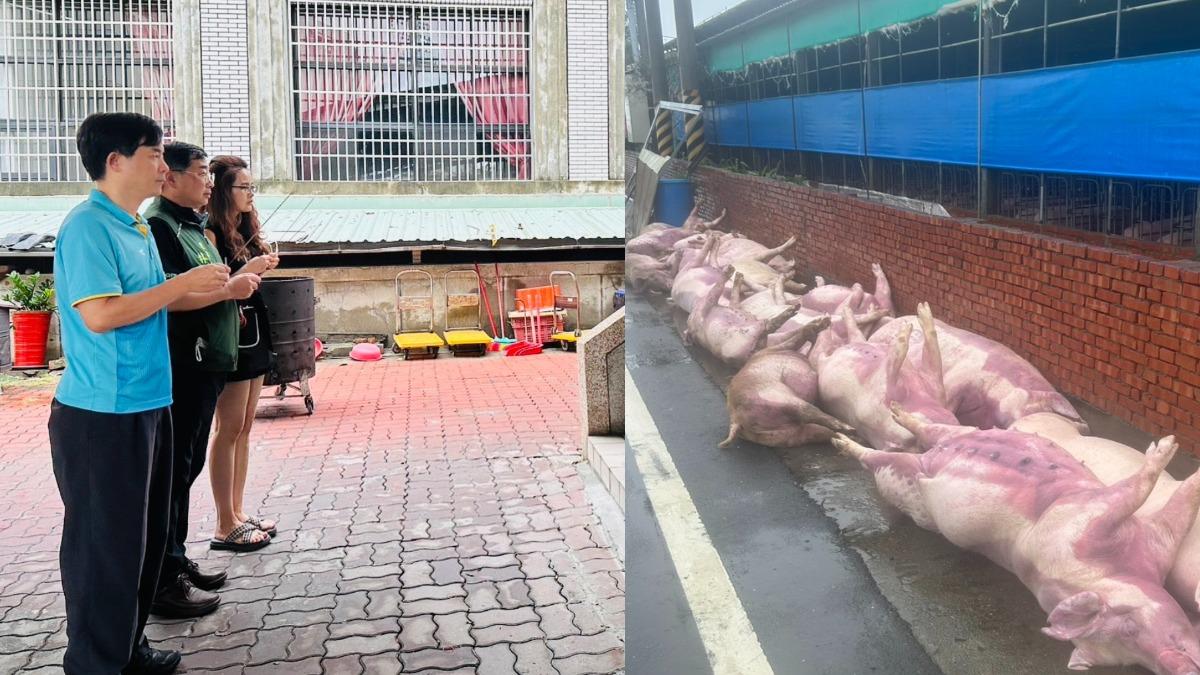 勘災嘉義畜牧場百豬突慘叫「七孔流血亡」 眾人險又被電、嚇拜獸魂碑