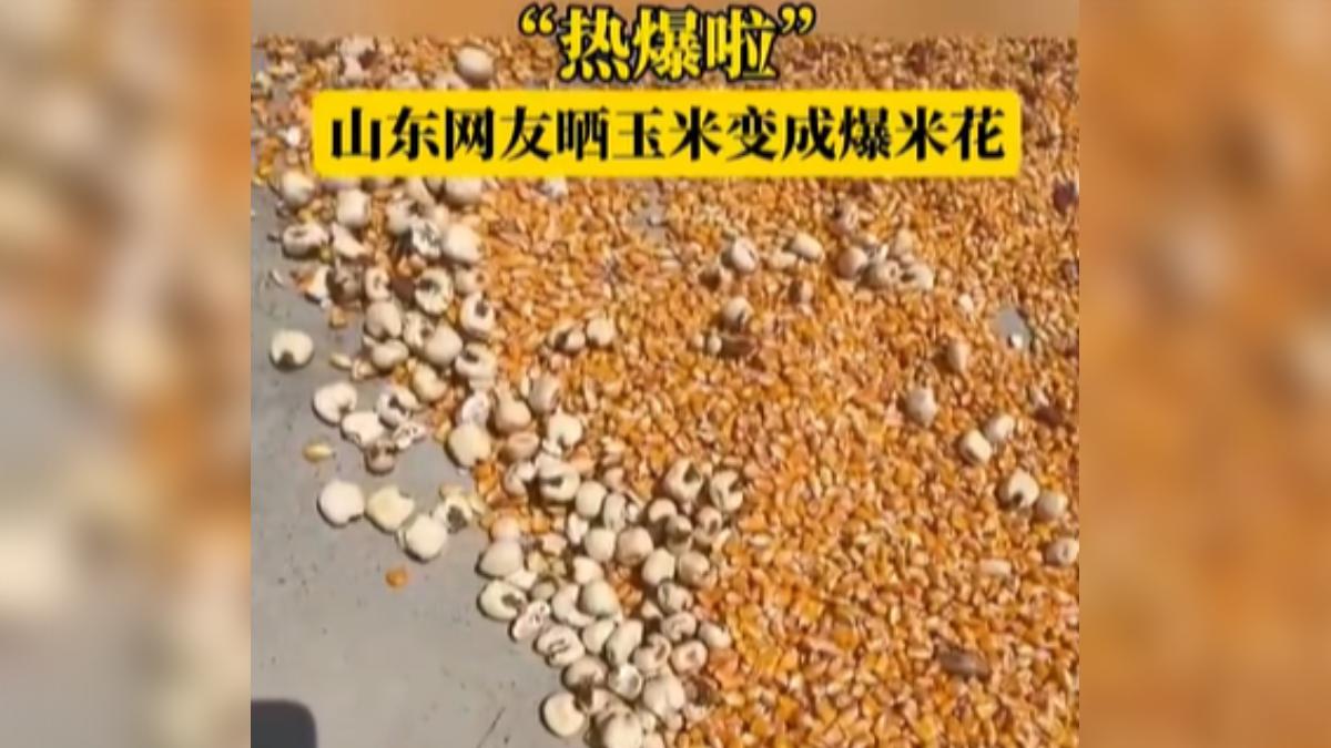 有山東網友分享,曝曬在陽光下的玉米粒,竟然熱成了「爆米花」。(圖/網路)