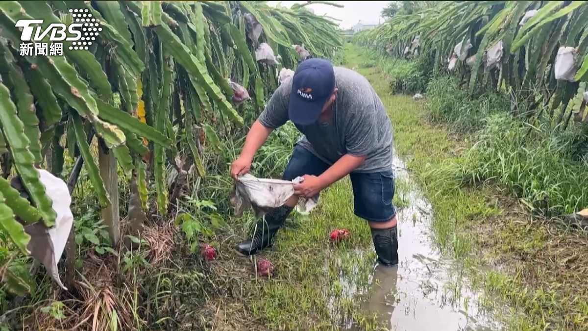 彰化果農心碎！颱風豪雨釀積水，百萬元火龍果掉滿地。(圖／TVBS)