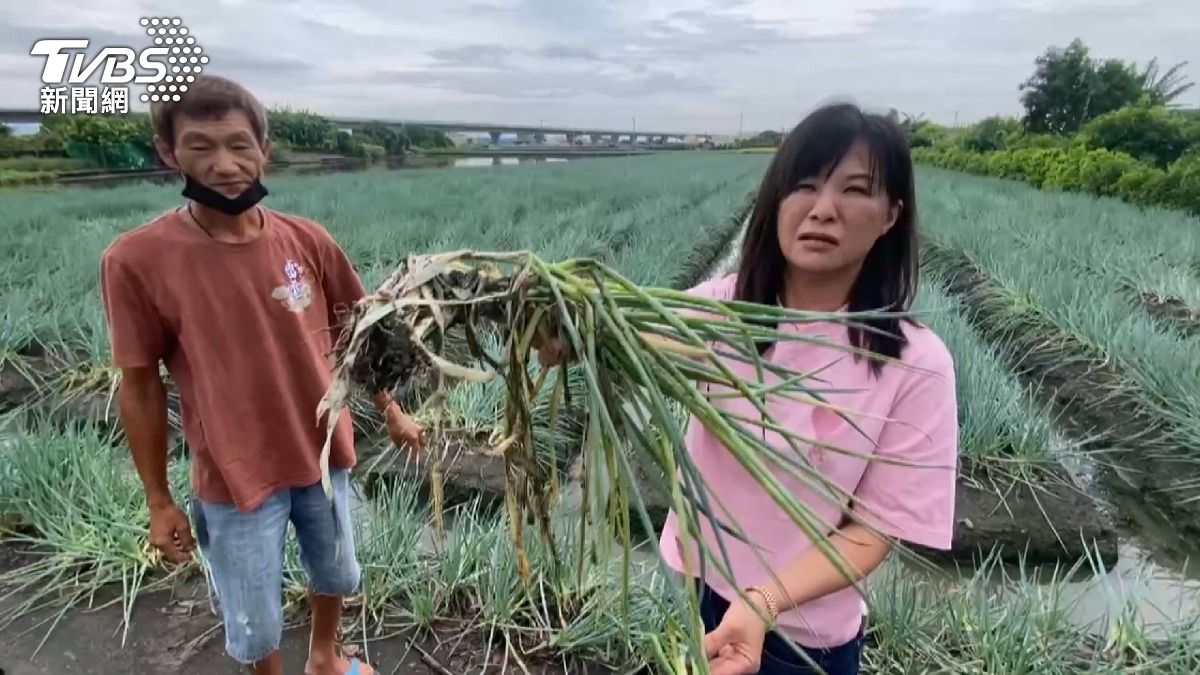 火龍果、百香果掉滿地！水稻倒伏，農民：根部泡水最致命。(圖／TVBS)