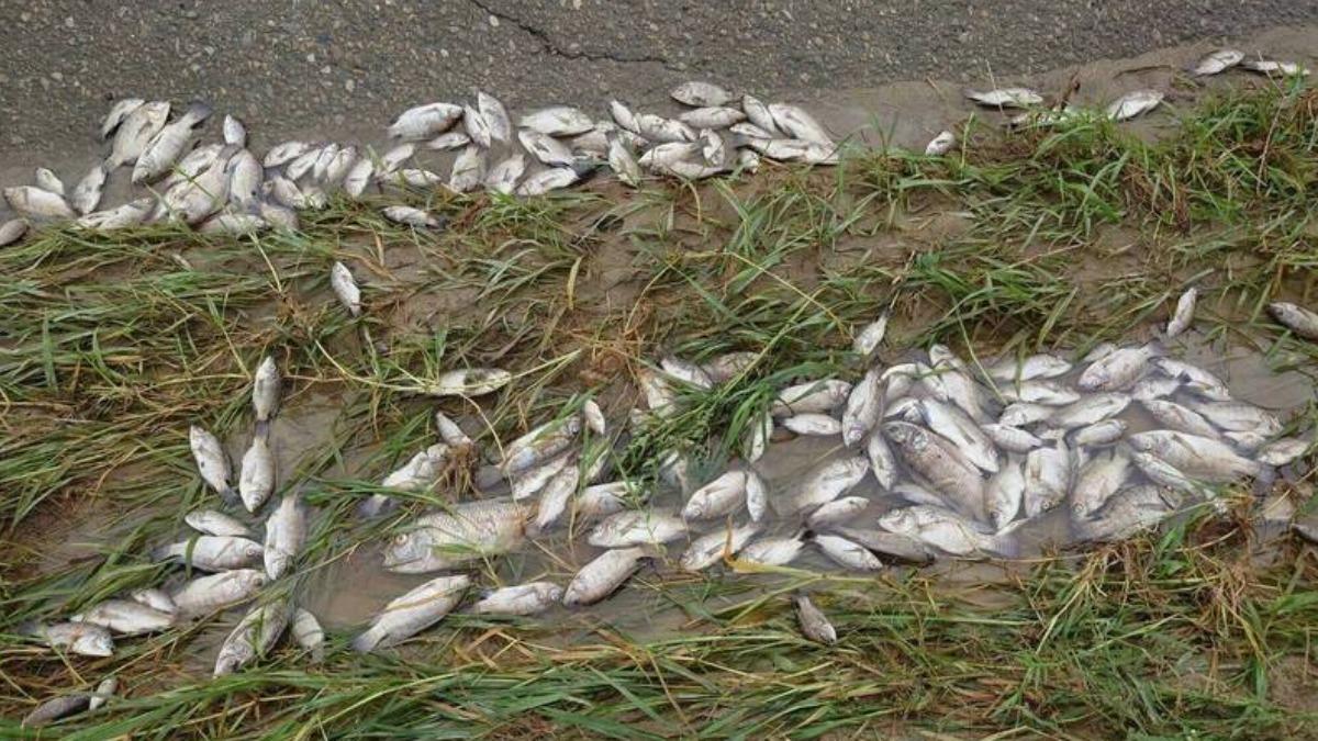 魚屍粗估有逾3千尾，且多數已開始腐爛並飄散惡臭。（圖／生態攝影師米諾斯提供）
