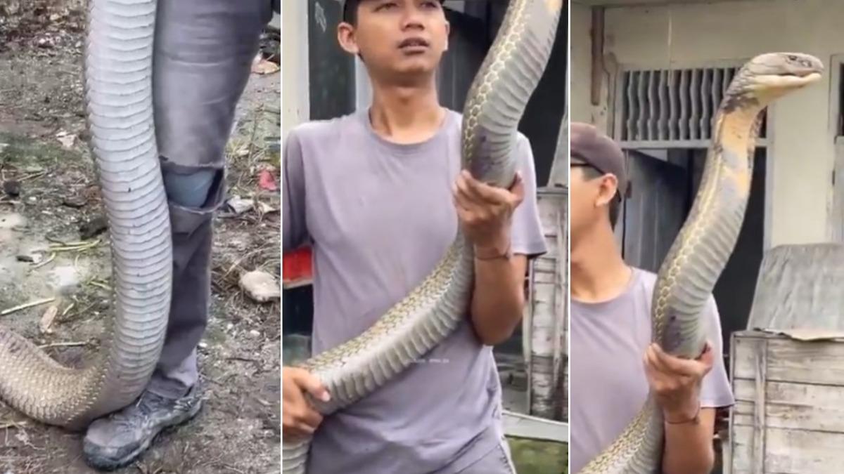 印度男徒手抓眼鏡王蛇！超長身軀「比人還大」　驚悚畫面曝