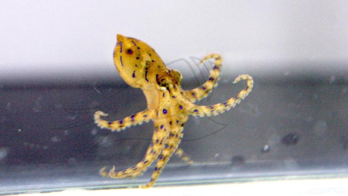 吃芥末章魚驚見藍環!無解藥 非活體「斑紋不明顯」難分辨