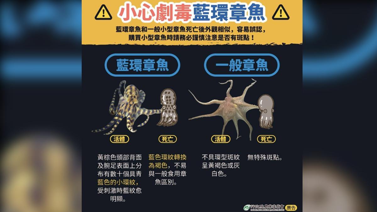 藍環章魚表面有特殊環型斑紋。（圖／翻攝自農業部水產試驗所）