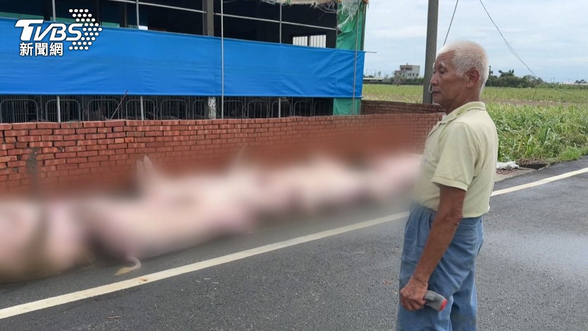 義竹鄉一處養豬場則因疑似漏電問題，導致上百隻種豬喪命，損失近兩百萬元。（圖／TVBS）