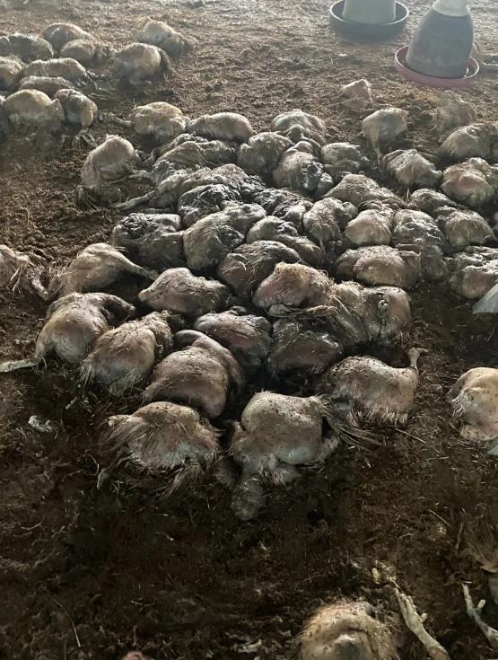 颱風,颱風動態,颱風路徑,颱風生成,颱風災情,彰化淹水,彰化豬暴斃,4000隻豬暴斃,颱風淹水,彰化災情