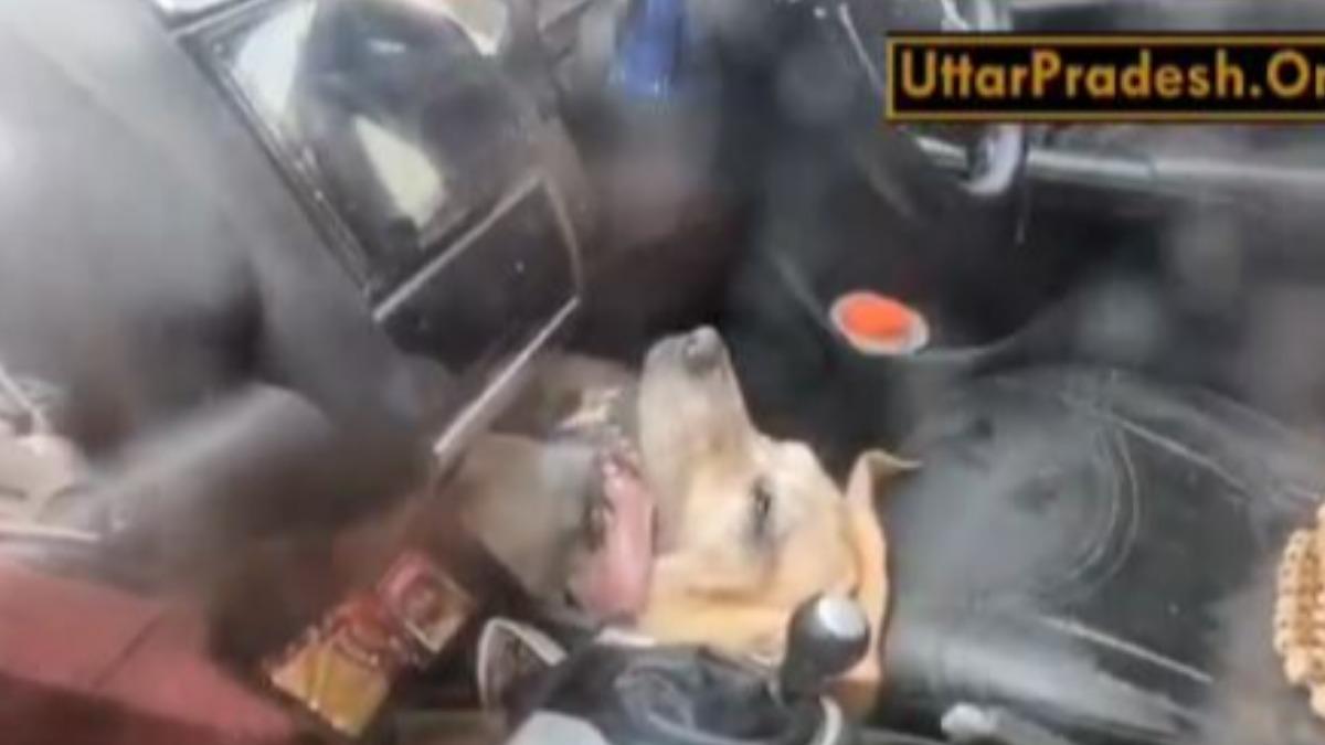 印夫妻堅持把狗留車內!牠熱到掙扎慘叫 活活熱死畫面曝