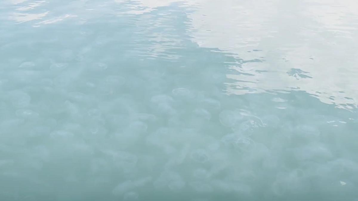 大量水母出現在花蓮港。(圖/民眾提供)