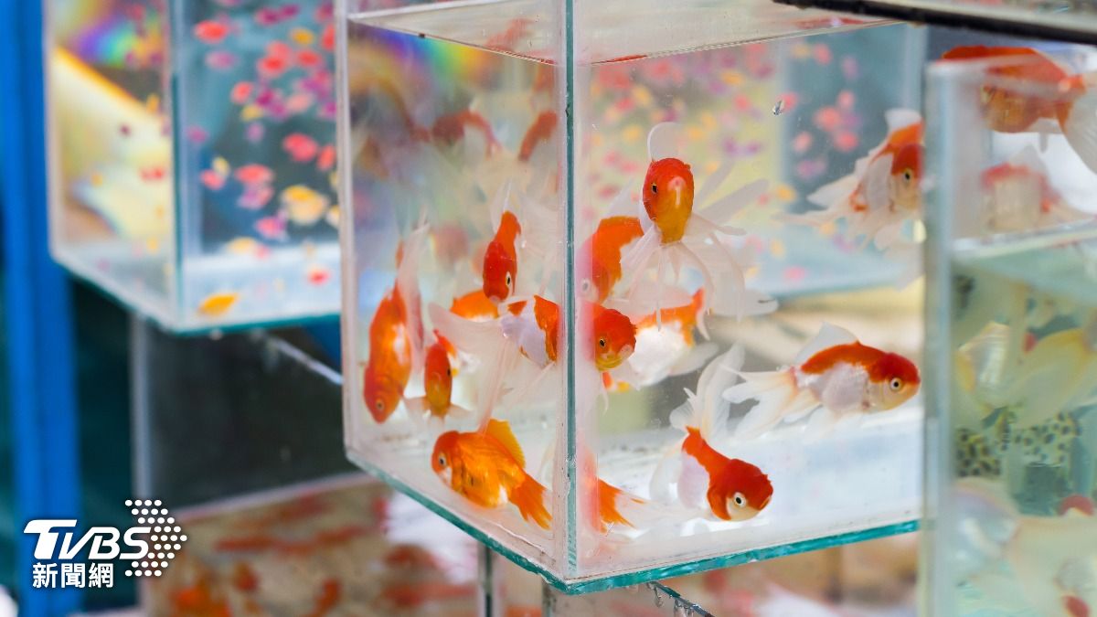 闖寵物店直播！澳男突「生吞金魚」　邊咀嚼喊：獻給川普