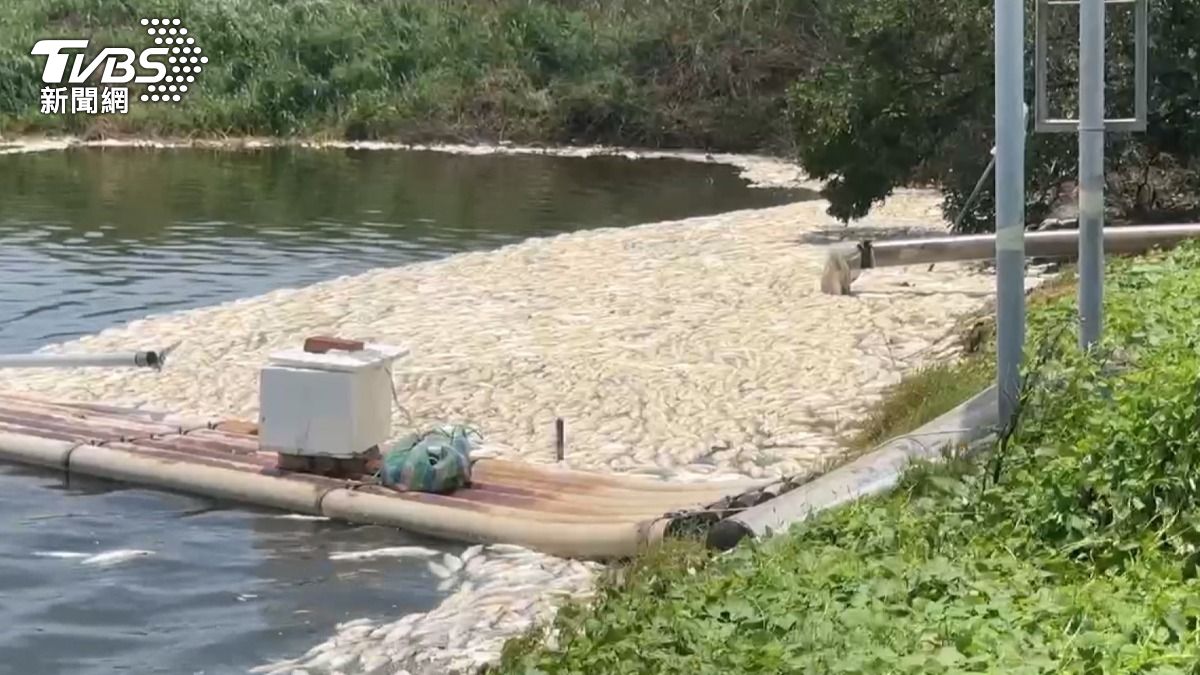 颱風重創漁業,虱目魚「翻肚死亡」惡臭四溢,魚塭電桿攔腰折斷。(圖/TVBS)