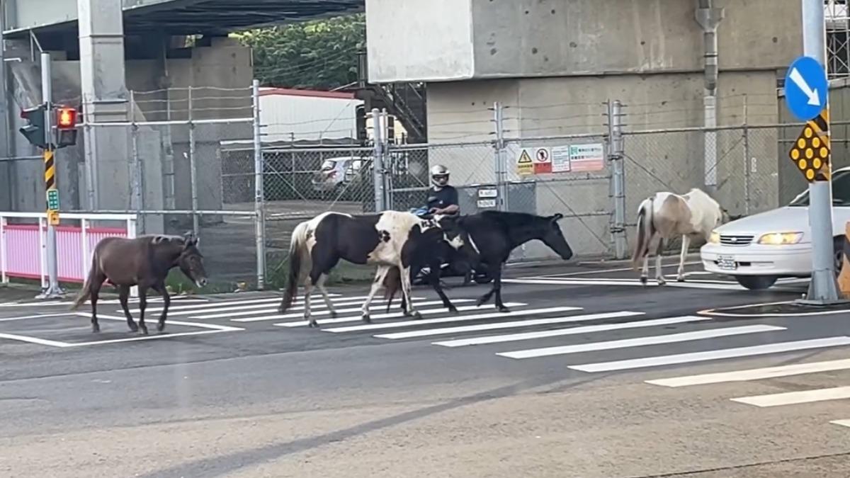 新竹出現4匹馬橫越馬路。(圖/翻攝新竹爆料公社)