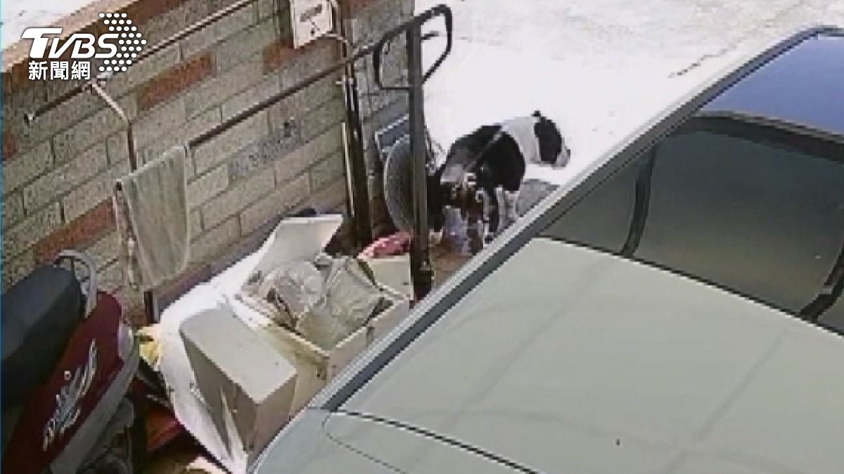 遛狗不清理排泄物，鄰怒檢舉遭砸車報復。(圖／當事人提供)
