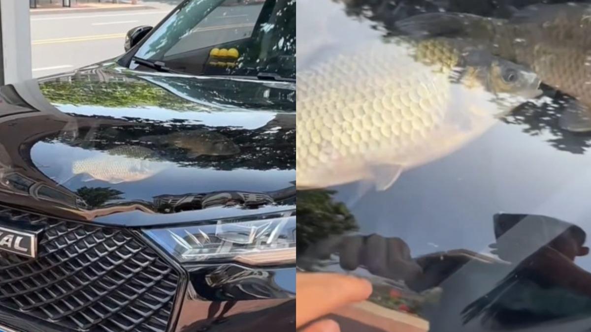 街頭驚見「移動魚缸」!引擎蓋灌水養魚 陸網罵翻:太殘忍了