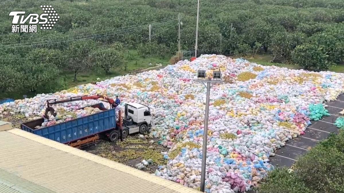 麻豆文旦慘剩2成,600坪停車場堆滿落果。(圖/TVBS)