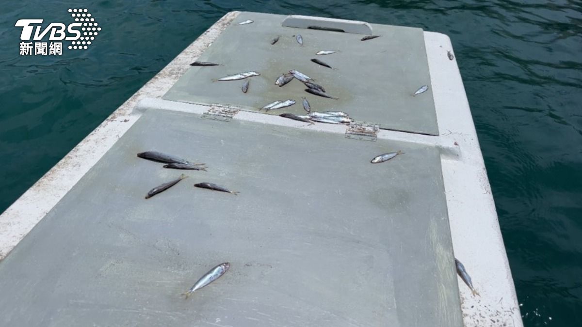 漁港內浮台網箱上還有遺留的青鱗魚。(圖/TVBS)