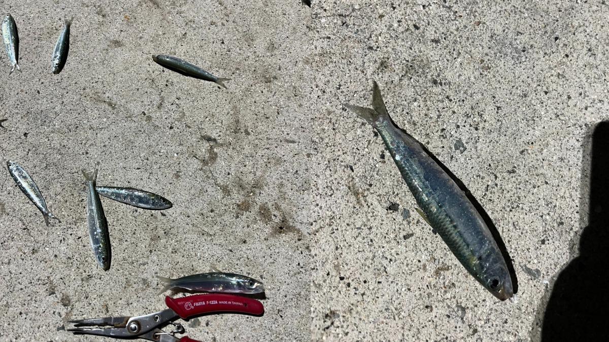釣客發現漁港有成群的青鱗魚不斷跳動。(圖/呂姓釣客提供)