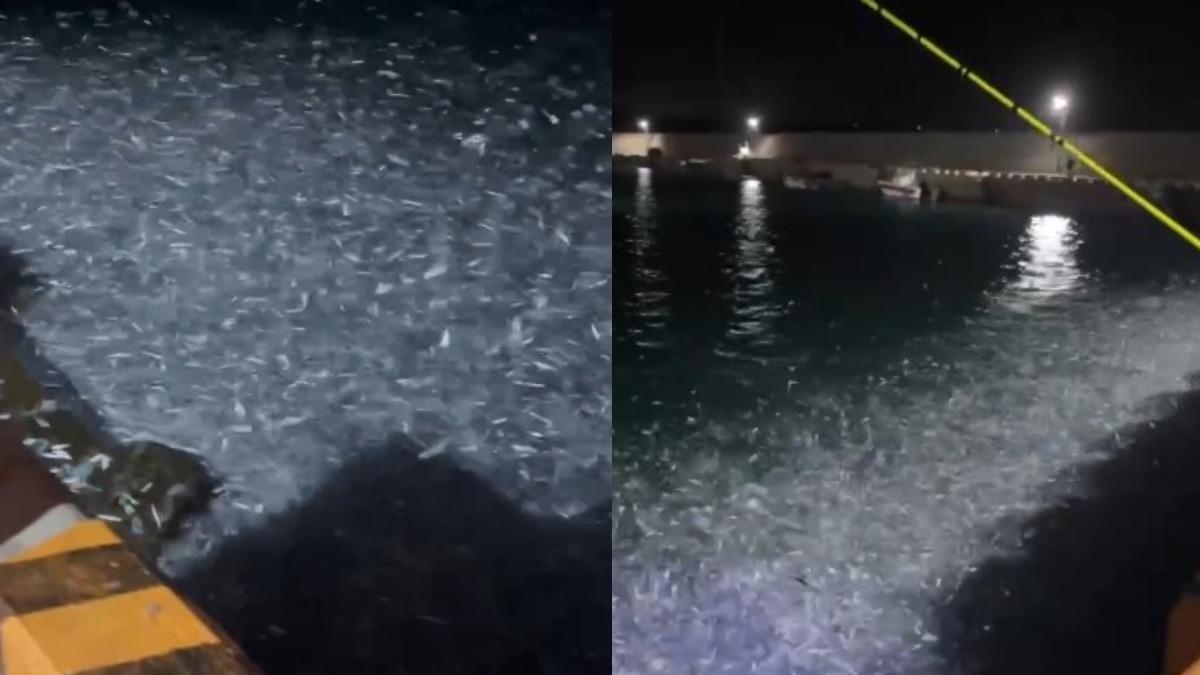 澎湖烏崁漁港「青鱗魚大爆發」水面狂跳 釣客驚喜:人生第一次