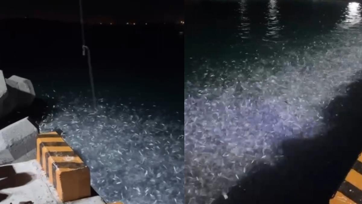 成群的青鱗魚不斷跳動。(圖/呂姓釣客提供)