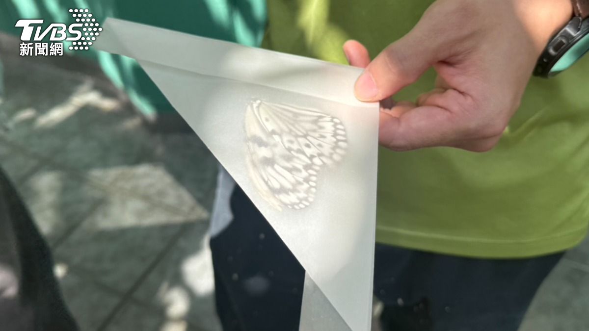 三角折紙袋，因為可留空間，方便蝴蝶存活，因此也是製作標本常用的捕捉工具。（圖／TVBS）