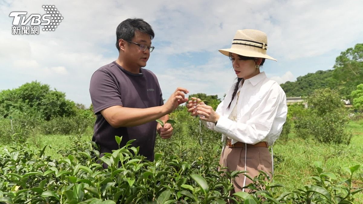 現代人喝手搖飲,卻不知道茶從哪來,在地創生食農教育開啟新商機。(圖/TVBS)