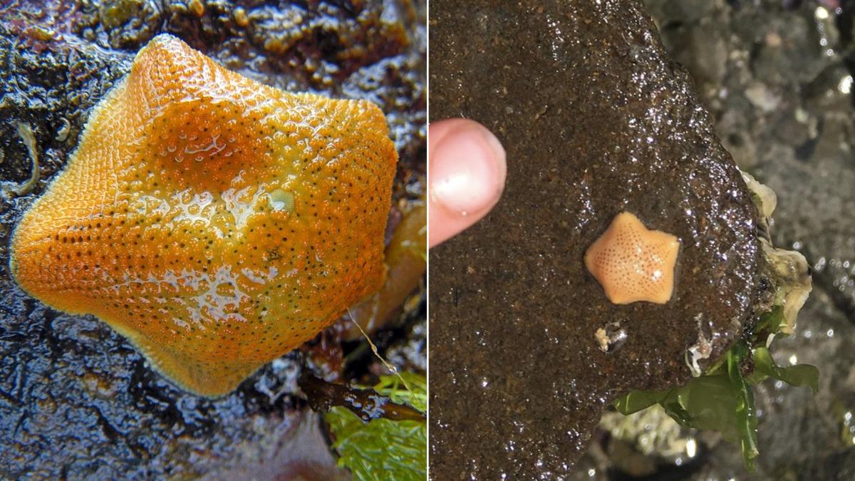 澳洲海岸突現詭異橘子皮?專家一看驚呼:超罕見瀕危生物