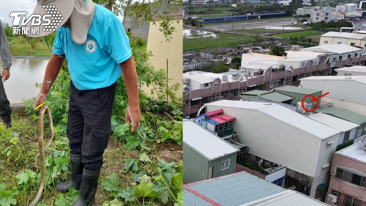 獨／台南蛇窟驚見1.6米「超巨臭青母」垂危　里民悚喝鳥屍水