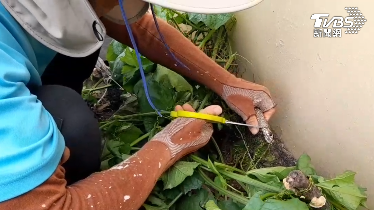 里長徒手解救掛網垂危臭青母。(圖/王金樹提供)