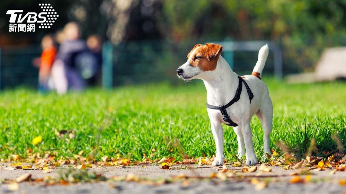 寵物竟是臭味來源第一名。(示意圖/shutterstock達志影像)