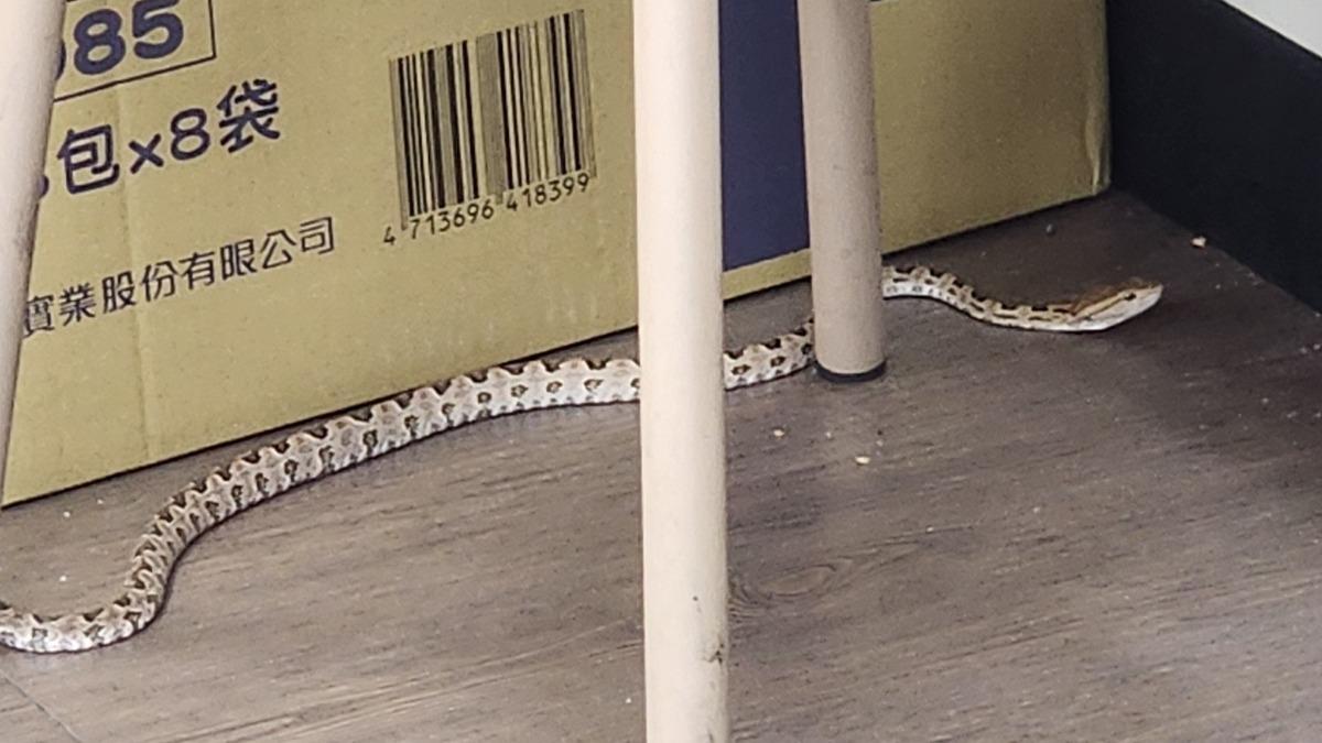 台中市區龜殼花逛大街!溜進超商吹冷氣 小心被咬恐休克
