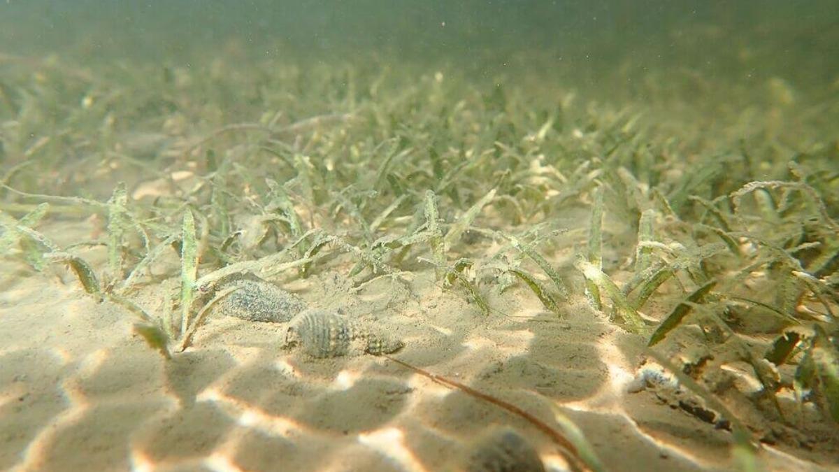 守護海底綠洲 中山大學推動復育「貝克氏鹽草」