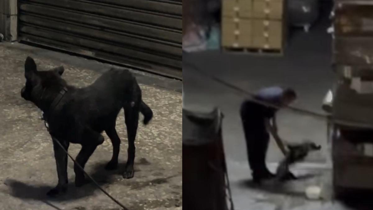 新北飼主長管狠打小黑狗「痛苦翻滾」 居民看不下去急報警