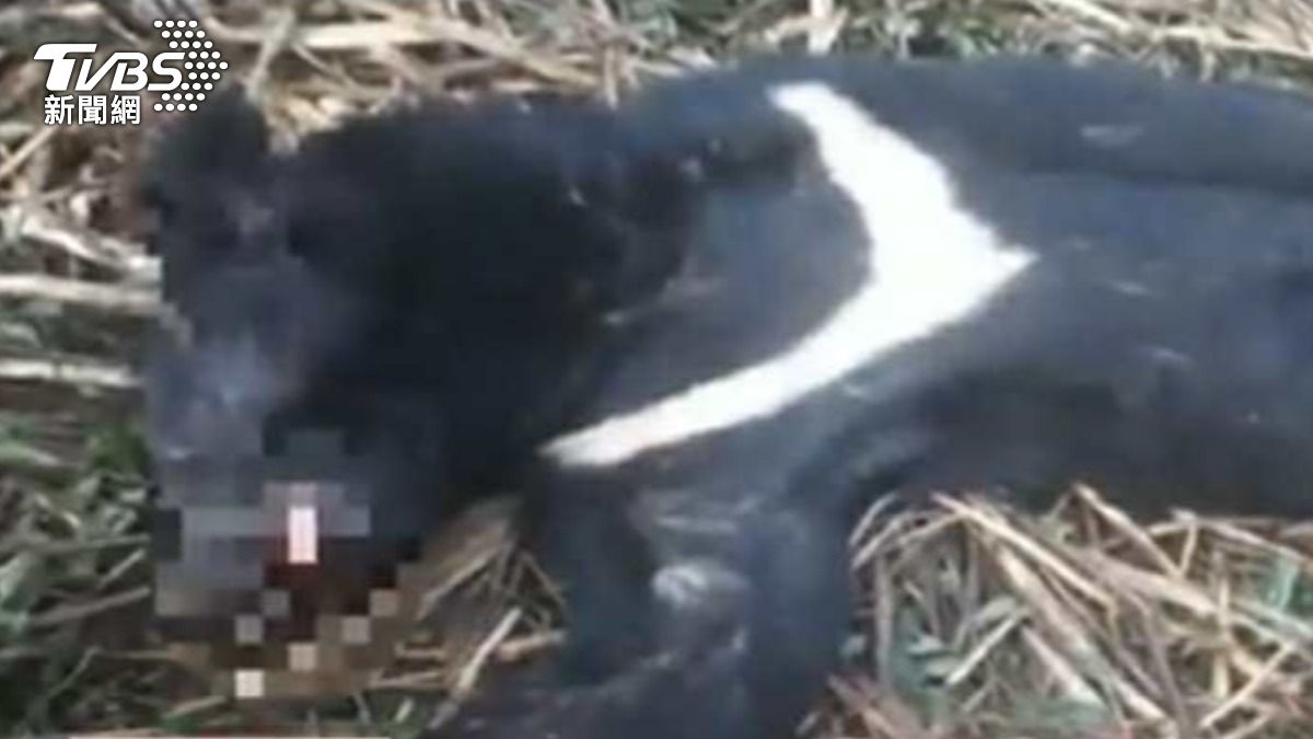 獵殺台灣黑熊煮食吃!法院認「無主物」駁回500萬求償