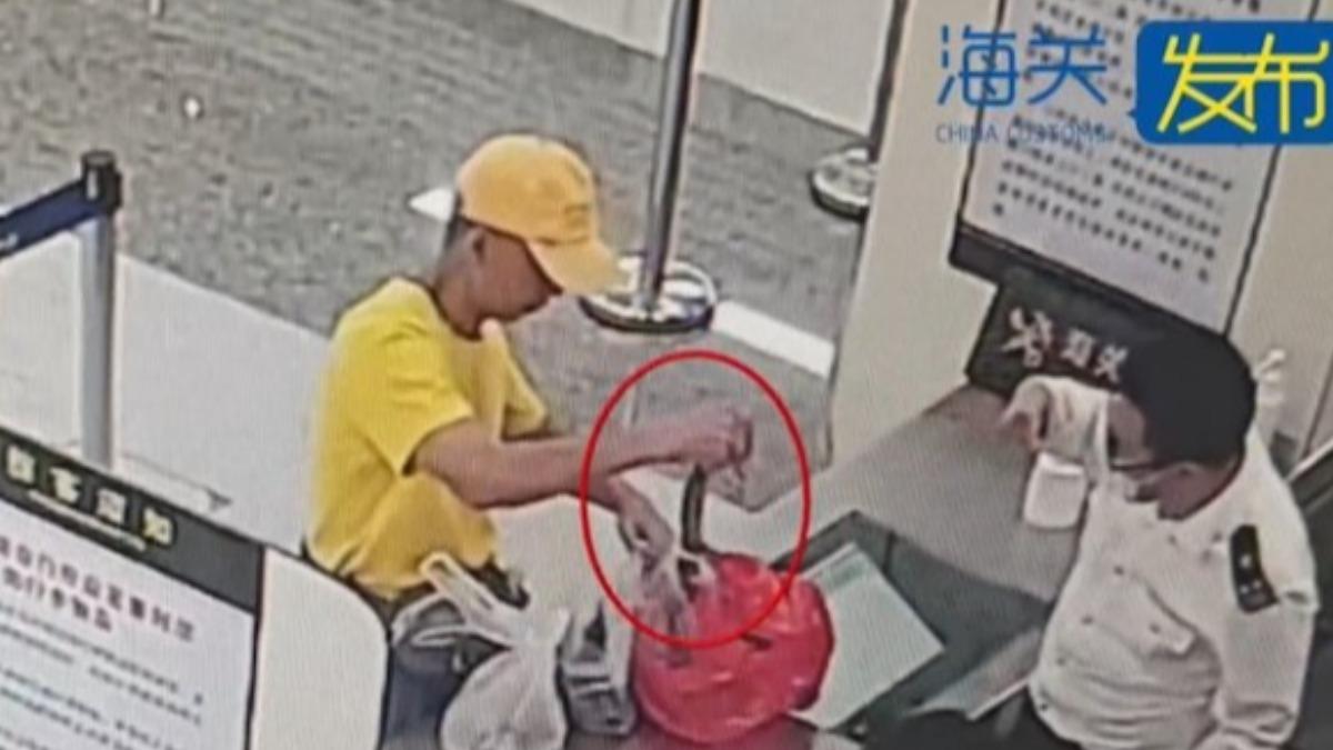 手提袋有蛇!旅客攜瀕危眼鏡蛇過安檢 「徒手抓起」嚇壞陸海關