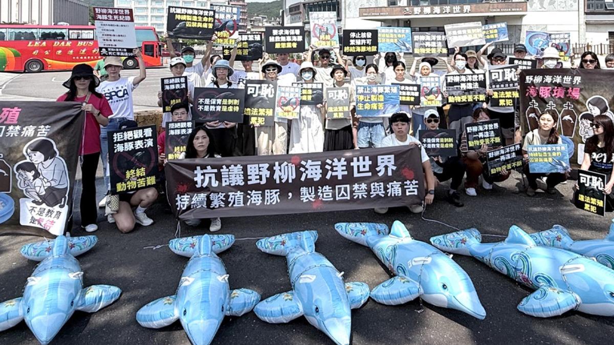 動保團體今早前往野柳海洋公園外抗議。（圖／翻攝自台灣動物平權促進會 TAEA 臉書）