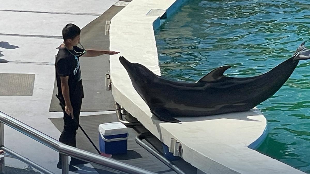 動保團體控訴，野柳海洋公園曾在十年內繁殖六隻小海豚，三隻夭折。（圖／翻攝自台灣動物平權促進會 TAEA 臉書）