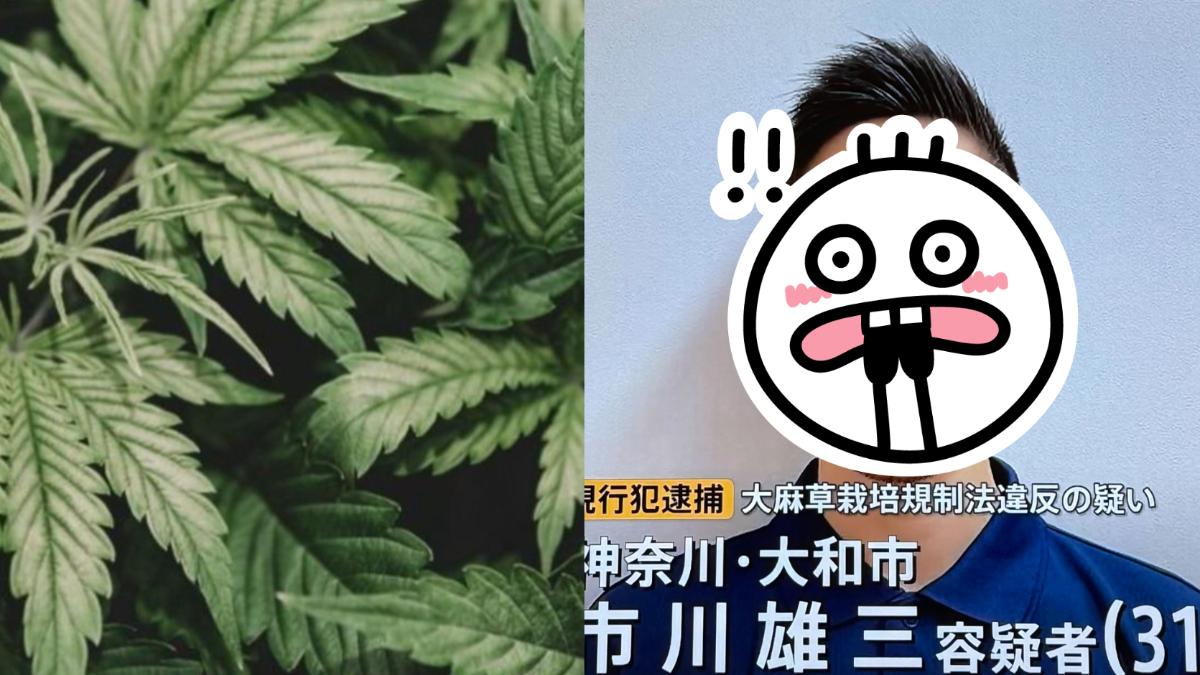 日男種大麻被逮「笑容太燦爛」 網笑:像陽光小農
