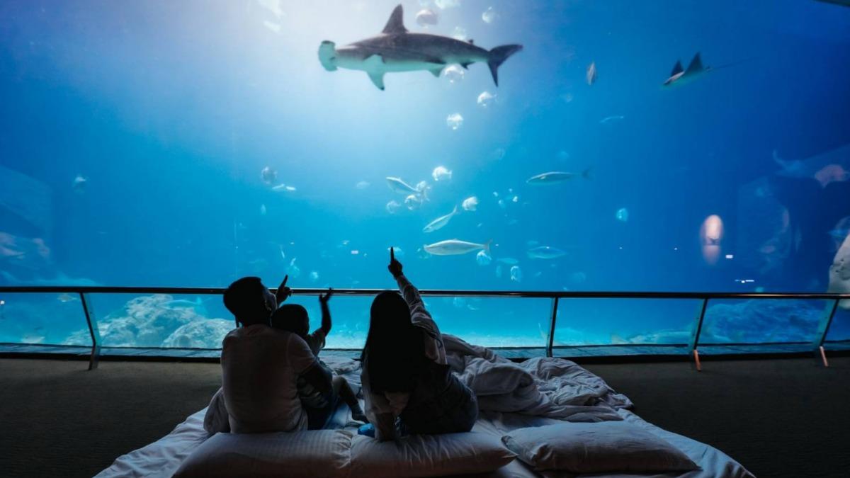 海生館25週年慶活動開跑! 親子同樂「夜宿海生館」
