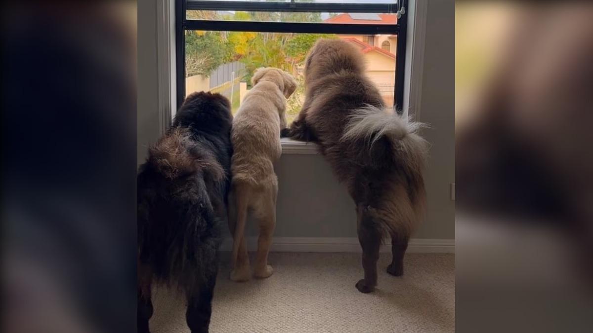 損失95萬!她發寵物犬照 竟被IG判定「兒童性剝削」封帳號
