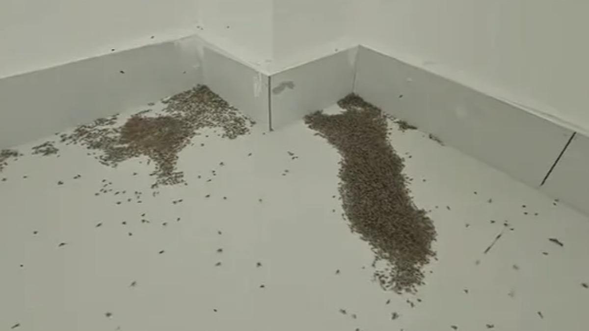 蚊子在高溫下死亡。(圖/翻攝微博)