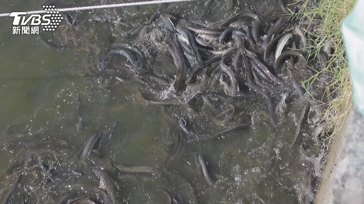 日治養殖技術傳承,台灣曾是「鰻魚王國」。(圖/TVBS)