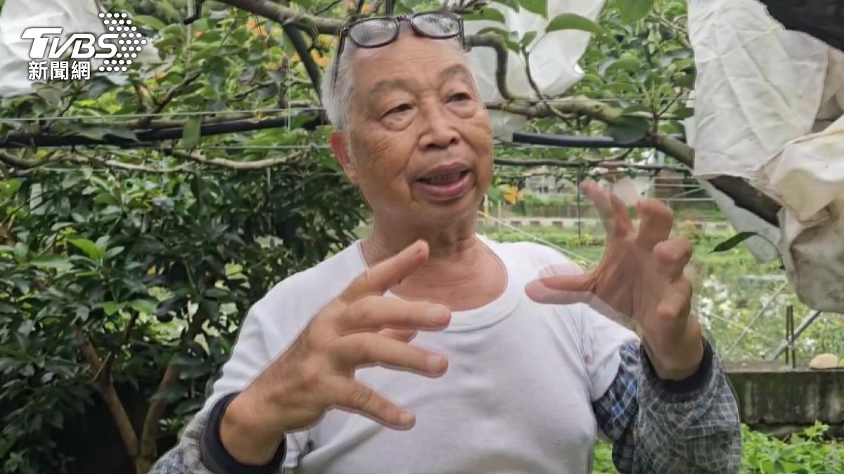 「寶島甘露梨」遭大量偷種！8成市售品是仿冒　研發者心痛曝內幕。(圖／TVBS)