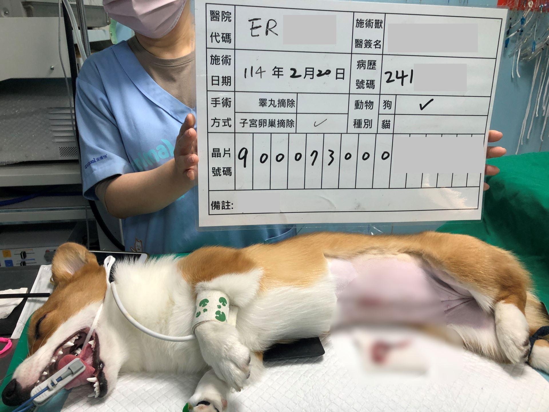飼主申請絕育手術之術後示範照片。(圖/新北市政府動保處官網)