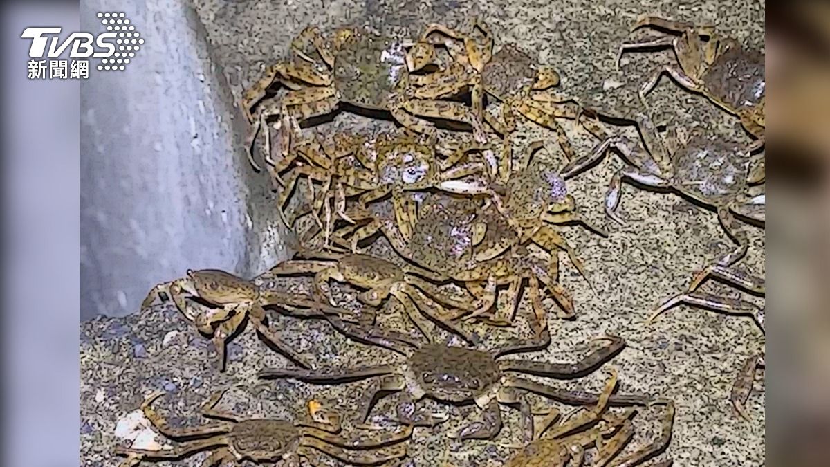 密密麻麻的毛蟹排山倒海般逆流而上,數量之龐大令人瞠目結舌,猶如「萬蟹奔騰」。(圖/新北市水利局提供)