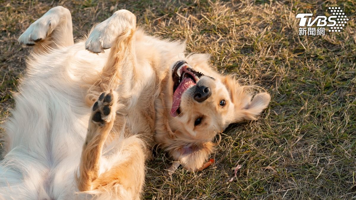 別讓毛孩熱衰竭!新北高齡犬曝曬亡 獸醫:狗狗「這樣做」防中暑