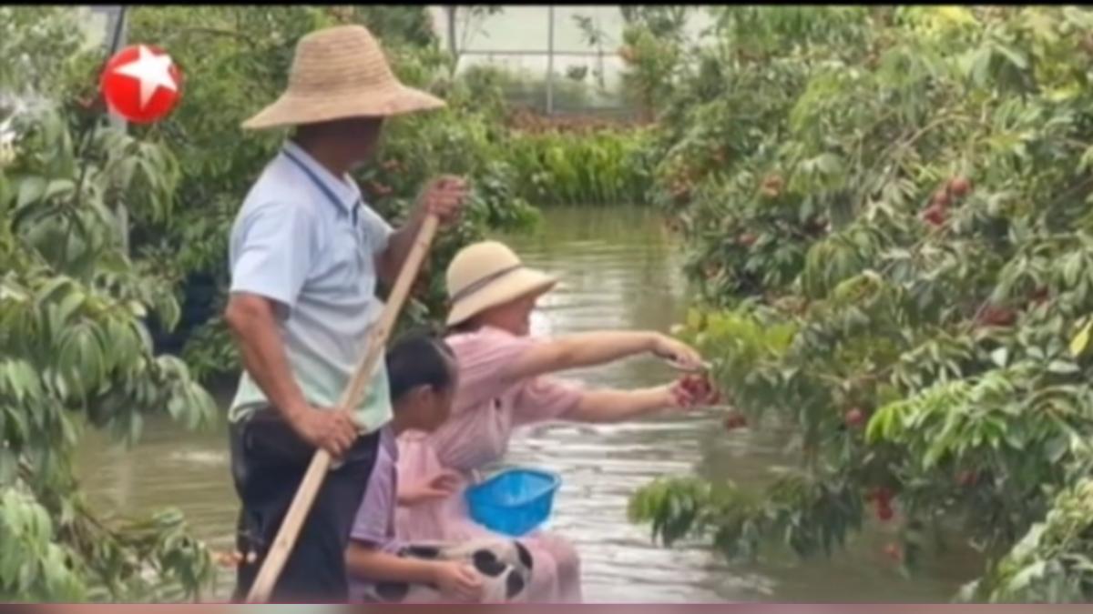 上海花了10年,把廣東荔枝成功移植到上海水上種植。(圖/上海東方衛視)